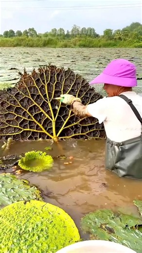 The Hidden Lotus Seeds That Generate Massive Income 🤯