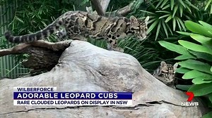 Two very cute clouded leopard cubs are now on display after being flown into NSW. Tai and his sister Cinta are settling in at the Wild Cat Conservation Centre in Wilberforce. Visitors can see the playful pair via private tour only. www.7NEWS.com.au #Wilberforce #7NEWS | 7NEWS Sydney