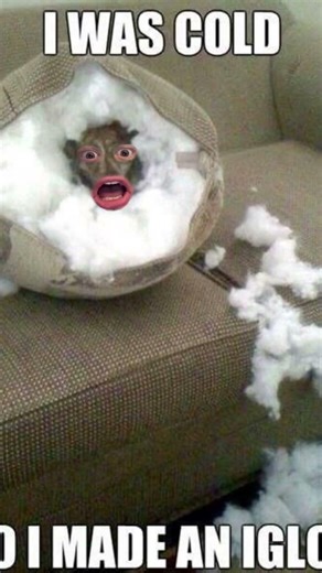Spoiler alert I was very cold 🥶 #Funny #Meme #Relatable.