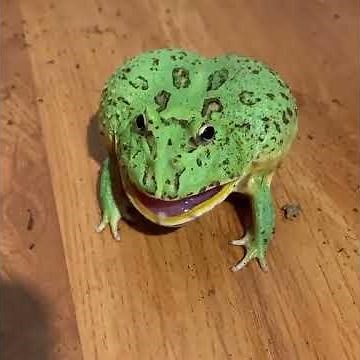 Pacman frog screaming #shorts #screamingfrog