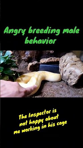 Angry Python! Breeding Male Behavior