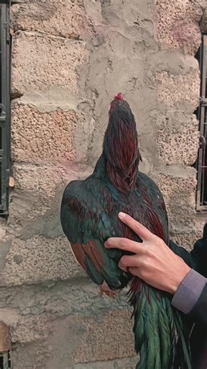 Mianwali Breed Home Breeding Tips for Asil