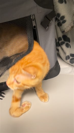 Valby Dyrehospital on Instagram: "Mød Vester 💛 En lille hankilling, som blev fundet i en lade og aldrig rigtig har kunnet bruge sit højre forben. Heldigvis blev han taget til sig af kærlige ejere, som har passet godt på ham lige siden. Vester er blevet opereret på Valby Dyrehospital, hvor hans højre forben blev amputeret. Efter lidt ro og masser af kærlig pleje er han nu en glad, nysgerrig og kærlig puttekat – fuld af energi og klar på livet igen 🐾💛 #killing #kat #valbydyrehospital #vetgruppe