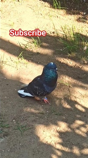 pigeon sound #pigeon #pigeonsound #trending #viral #shorts