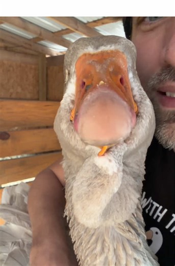 Understanding Goose Health: Tips for Caring for Pet Geese