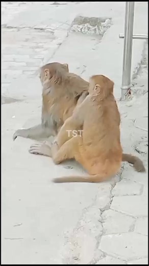 Watch: A cute video surfaced of one monkey picking lice of another monkey | The Siliguri Today | Facebook