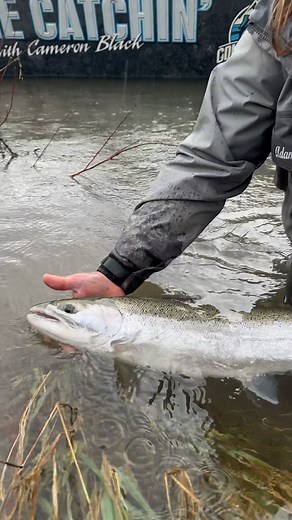8.4K views · 379 reactions | @jknigge_addicted with a beautiful fish!! What an awesome steelhead season it’s been! 落 | Addicted Fishing | Facebook