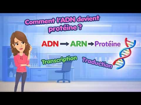 Genetic : DNA → Protein: Transcription & Translation Explained Simply!