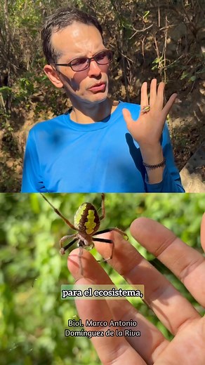 Platicando de Eriophora ravilla, araña tropical de tela orbicular, en bahías de Melaque🕷️❤️ #aracnidos #araneae #arachnida #eriophora #eriophoraravilla #araneidae #telarañas #caracteristicas #serviciosambientales #controlbiologico #ecostistema #selva #mexicomagico #biologo #biologia #informacion #sabiasque #zoologia #reelsfacebook #reels #fypシ #foryouシ #parati #paratodos #aracnofauna | Biólogo Marco