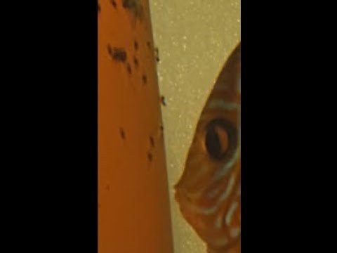 Discus Fish Egg Growth 🥚 : Fertilized |Breeding Journey - Part 1