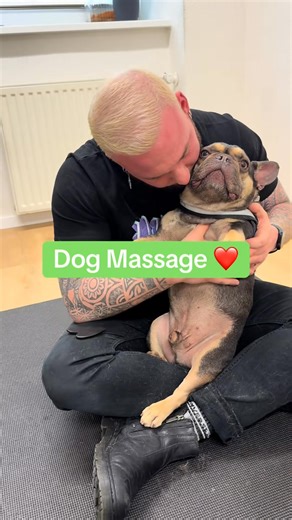 44K views · 1K reactions | Dog massage ❤️❤️❤️❤️ • • • #chiropractortiktok #hundevideos #foryou #dogsoftiktok #dogs #asmr #hundeliebe #hundeauftiktok | Jean Carroll | Facebook