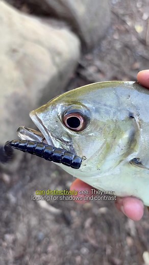 Dark Lures for Dirty Water Fishing