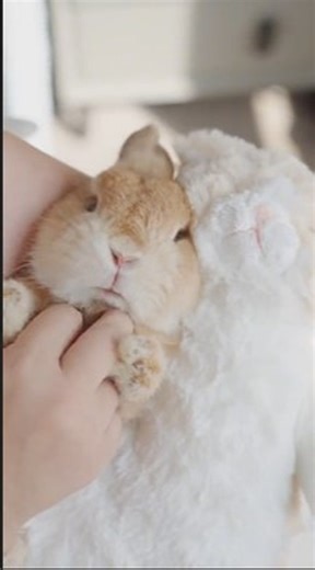 🐾 Your cuteness headquarters! 🐰🐶 on Instagram: "Bunny Startup Mode 🐇💻✨ A gentle touch, a little nibble, and boom — Bunny turns into the cutest computer startup sound 😂🐰 #rabbit #bunnylove #adorableanimals #cutenessoverload #bunnylife #instacuteness #petgram #rabbitsofinstagram #cuteanimals #cutebunny #happybunny #naturelovers #SimpleJoys #naturemoments #simplepleasuresoflife #purejoy"