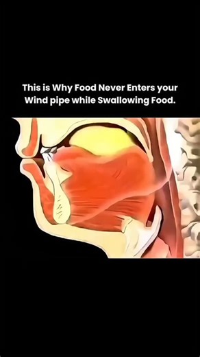 Joy science on Instagram: "Swallowing feels simple, but it’s actually one of the most perfectly timed safety systems in the human body. • Two paths, one decision: Your throat is a shared pathway for both air and food, yet the body knows exactly where each one should go. • Meet the epiglottis: A flexible, leaf-shaped flap made of cartilage sits above your windpipe (trachea). • Automatic protection: When you swallow, the epiglottis folds downward, sealing off the windpipe instantly. • Zero thinkin