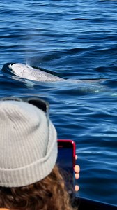 5.3K views · 132 reactions | We have been witnessing a wide variety...