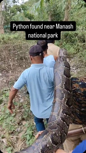 109K views · 704 reactions | A large python was spotted near a village close to Manas National Park. Assam Forest Department rescued it and released it back into the wild. #Python #Wildlife #ManasNationalPark | IndiaToday NE | Facebook