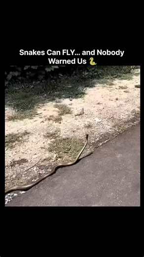 𝐔𝐧𝐜𝐮𝐥𝐭𝐮𝐫𝐞𝐝™ | 🌿 Just when you thought snakes were creepy on the ground, nature has taken them to a whole new level! 🐍✨ Meet the flying snake, showcasing... | Instagram