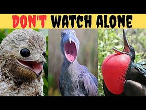 These 12 Bird Sounds Made People Call 911… (Real & Terrifying) 😨
