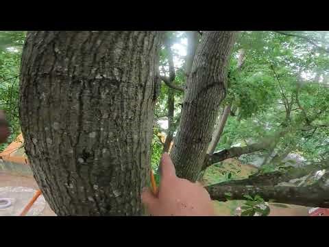 Climbed This Big Oak… Then the Crane Flew It Over the House!