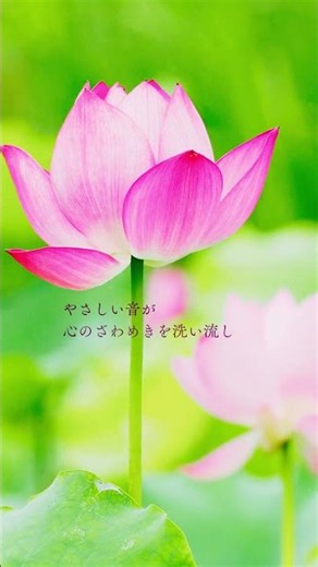 癒しの動画 ー和スパ〜ZENー #bgm #リラックス #浄化