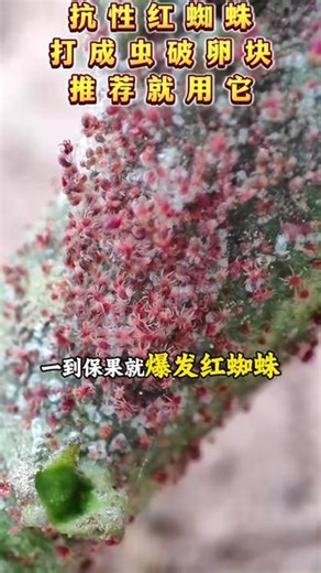 抗性红蜘蛛应该怎么防
