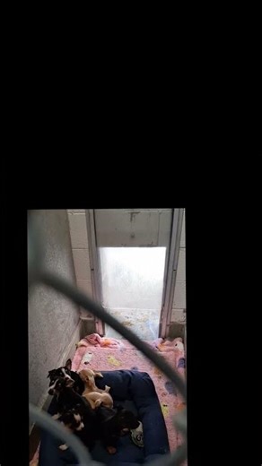 Scared Shelter Puppies Crying Alone 💔🐶 Someone Please Save Them!