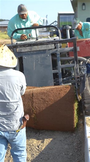 Our guys doing what they do best: turning bare ground into green perfection in just a few hours. 🌱 #PrimeSod #Sod #SodFarm #Landscape #TexasSod #TifTufBermuda #DFW #GoTexan | Prime Sod