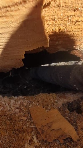 72K views · 187 reactions | This was good call in the town of owasco! #treeservicecompany #TreeRemovalPros #treeremovalexperts #treeservice #husqvarnachainsaw #gitrdunn #husqvarnachainsawsrock #danlennoxtreepros #treeremoval #husqvarna #husqvarnachainsaws #gitrdone | Dan Lennox Tree Pros | Facebook