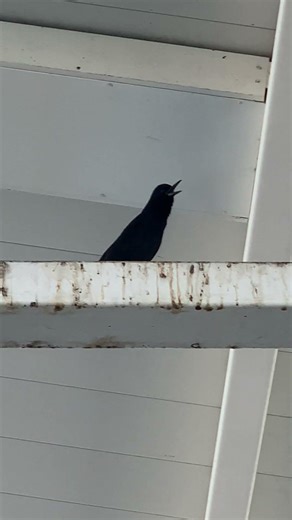 Grackles in Port Saint Lucie, Florida