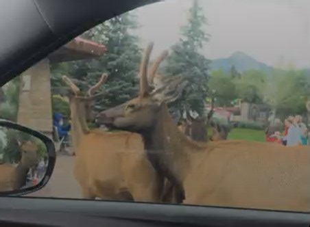Watch viral video: Herd of elk surround car at stoplight in Estes Park