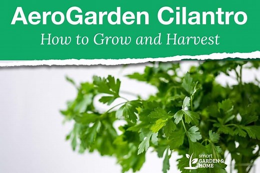 AeroGarden Cilantro Guide: Tips for Good Harvests - Smart Garden and Home