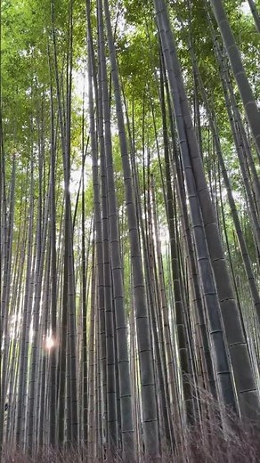 Arashiyama Bamboo Forest in Kyoto