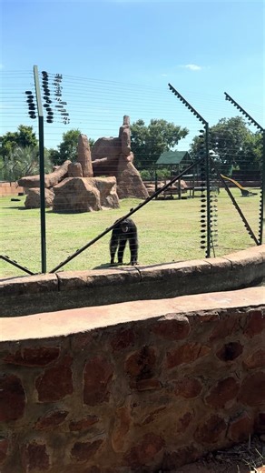 A Chimpanzee Making an Epic Exit