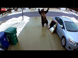 CCTV: Animals vs Mirrors - Funniest Reactions Caught on Camera (Wait for the Bear! 🐻)