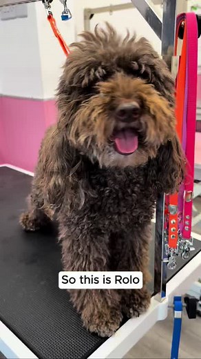 From fluffball to fabulous ✨ Watch as our wonderful groomer, Georgia, gives gorgeous Cockapoo, Rolo, a transformational groom. This transformation took time, care and a few treats – but the results? Total superstar. Want to learn how to execute a good pup glow-up? @thepawdinary #DogTransformation #DogGroomingBeforeAndAfter #FluffToFabulous #HappyDogHappyLife #DogSalonMagic
