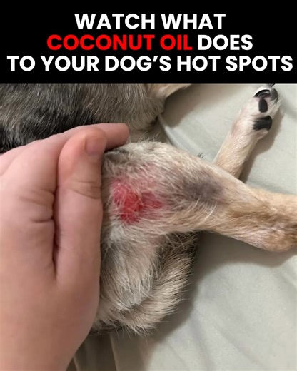 Is your dog constantly scratching? 🐶 Most dog owners don't know this, but constant scratching can often be a sign of allergies, derma dysfunction, and sometimes even more serious health problems 😳 Thankfully, this new spray solves all that! 🙏 Simply apply this to their skin to promote a healthy coat, reduce allergies, and get rid of pesky skin issues 👍🐕 | Pup Labs