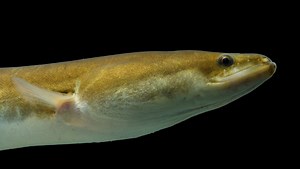 Elusive rainbow snake an eel predator