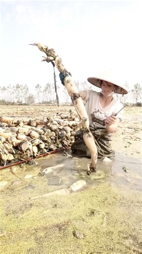Harvesting lotus root: An aquatic plant with tender, nutritious rhizomes used in cooking & medicine