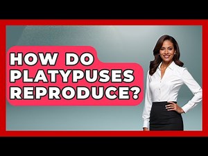 How Do Platypuses Reproduce? - The Wild Life Explorer