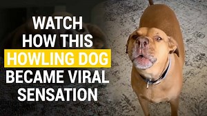 Meet The Howling Dog That Became an Instant Internet Sensation