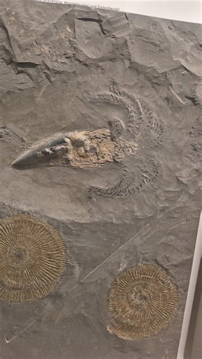 One of the best belemnites I’ve ever seen. Perfect for #FossilFriday Most belemnite fossils are just the hard part, called the guard or rostrum. This one includes the ink sac and arms with hooks! On display at the Urwelt-Museum Hauff Museum, Germany. | Dr Dean Lomax - Palaeontologist