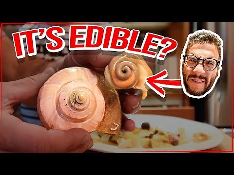 How to Clean, Prepare & Eat Conch! [Viva Frei Cooking Vlog]