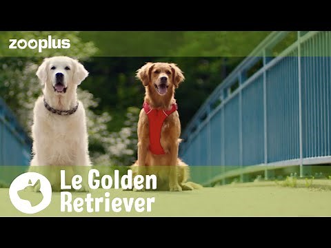 Portrait du Golden Retriever : le parfait chien de famille ? | Magazine zooplus