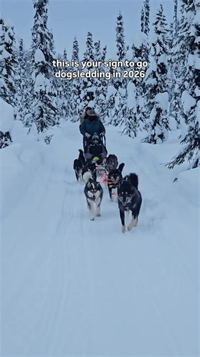 Riding through an Alaska winter wonderland with dogs who love what they do! ❄️ #alaska #dogsledding