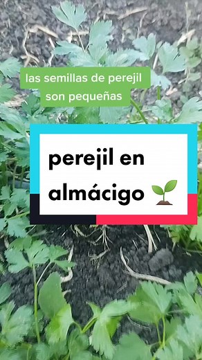 Cómo sembrar perejil: consejos y técnicas efectivas