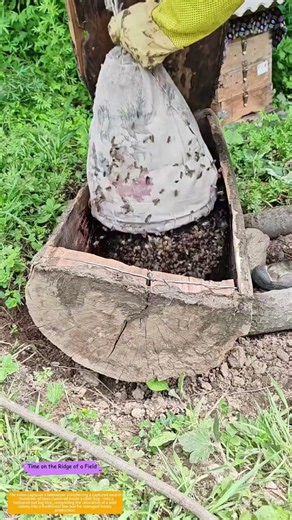 Bagging the Swarm: How a Sack of Bees Becomes a Managed Colony