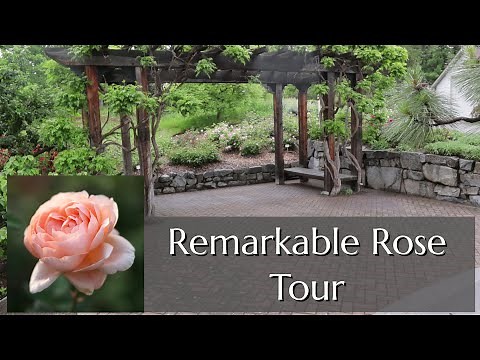 Rose Tour: Austin & Canadian Heritage Roses