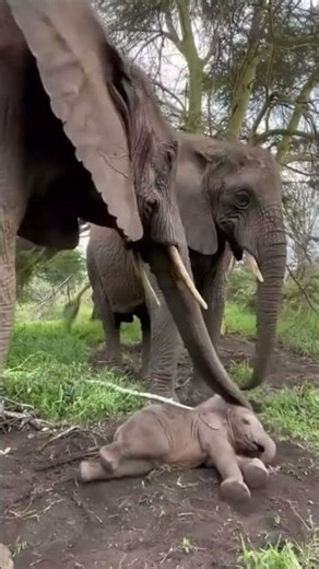 Baby elephant sleeping with mother #babyelephant #elephant #sleepingelephant