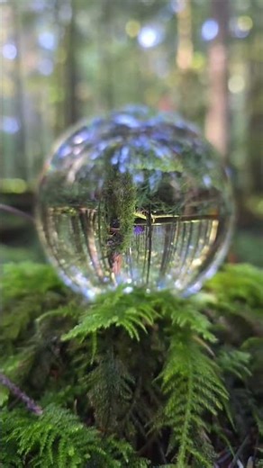 Came Across Some ELK on This Walk - Vancouver Island - HD