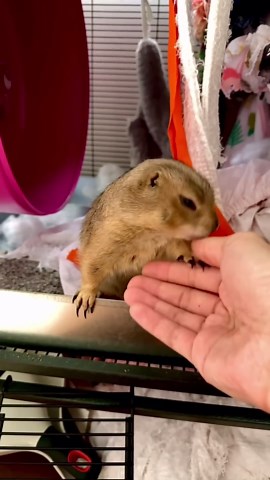Prairie dog barks, jumps, and yips in a lively compilation